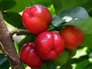 Acerola (Malpighia glabra)