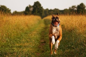 crocchette per cani migliori