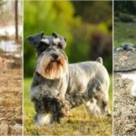 cibo ipoallergenico per cani con intolleranze alimentari