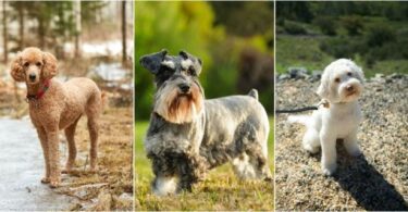 cibo ipoallergenico per cani con intolleranze alimentari