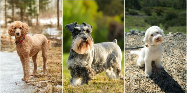 cibo ipoallergenico per cani con intolleranze alimentari